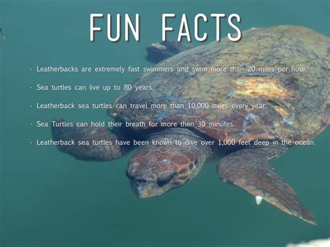 Fun Facts About Loggerhead Sea Turtles