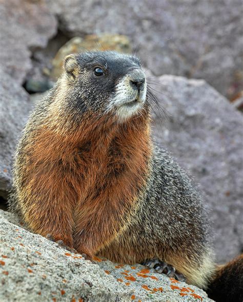 Yellow-bellied Marmot Photograph by Ivan Kuzmin