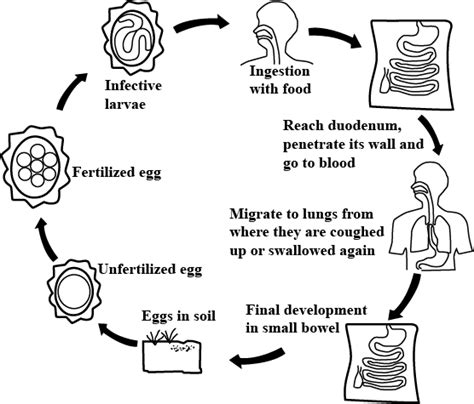 Ascaris Lumbricoides Life Cycle - nokil