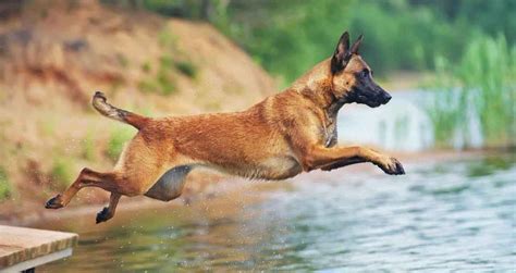 Malinois | Information & Dog Breed Facts in 2020 | Big dog breeds ...