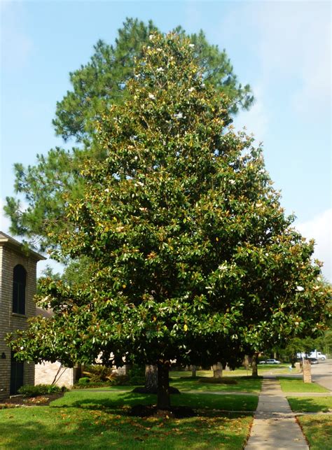 Southern Magnolia Tree Facts in Deep South Landscapes | Dengarden