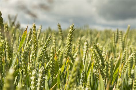 Biotech Image Library - Photographs of Scottish crops - McAteer Photo