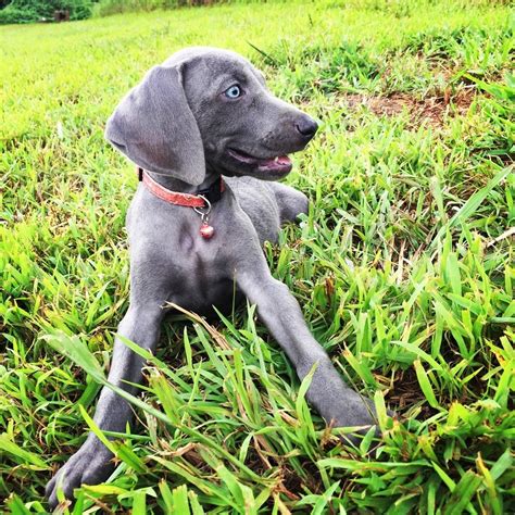 Weimaraner Puppies For Sale | Cleveland, GA #231549