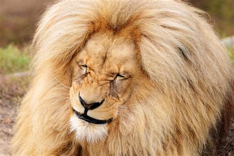 Grinning lion is the mane attraction at Czech republic zoo | London ...