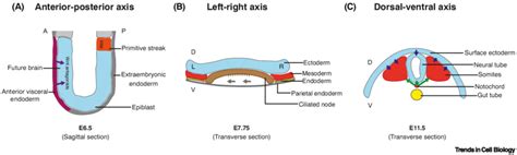 Body axis formation in mouse embryos. (A) Anterior-posterior ...