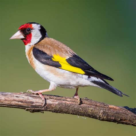 Can you help with the BTO survey on Goldfinches? - GardenBird