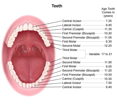 Anatomy and Development of the Mouth and Teeth - Stanford Medicine ...