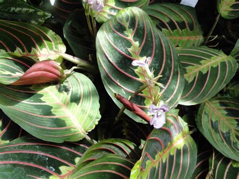 Prayer Plant Flowering Good Or Bad? Tips To Help Plants Bloom