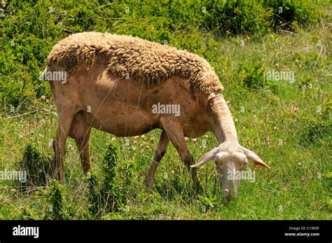 Lacaune dairy sheep with the race-typical coat on the Causse Méjean ...