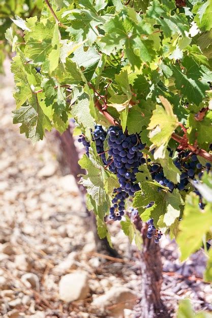 Premium Photo | Vine grapes in the vineyard ready for the harvest