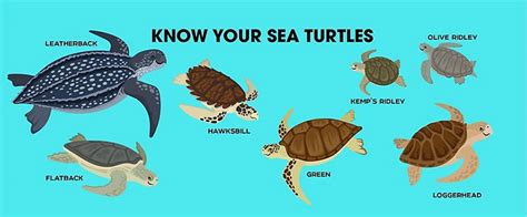 Know Your Sea Turtles - Guyana Chronicle