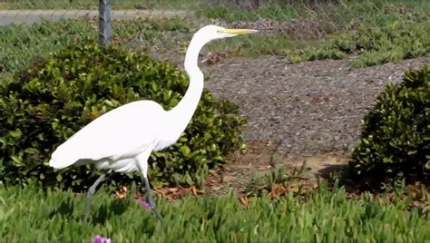 Crane, Egret or Heron? What's the difference?