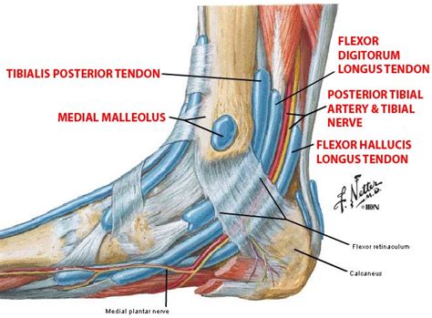 Medial Ankle Anatomy Ligaments | Car Interior Design