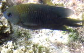 Longfin Damselfish - Stegastes diencaeus - Caribbean Fish ...