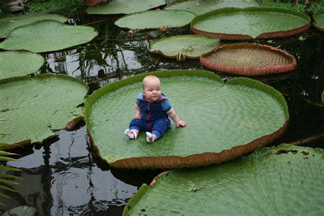 Floatin' on a lily pad! Victoria Amazonica water plant River Basin ...