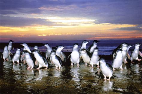 Phillip Island Fairy Penguins Melbourne, Australia | Best cruise ...