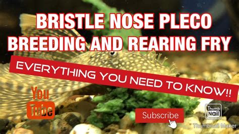 BRISTLE NOSE PLECO BREEDING AND REARING, EVERYTHING YOU NEED TO KNOW ...