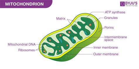 Mitochondria Diagram With Labels