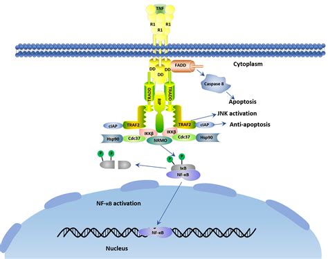 Tnf Alpha Signaling Pathway