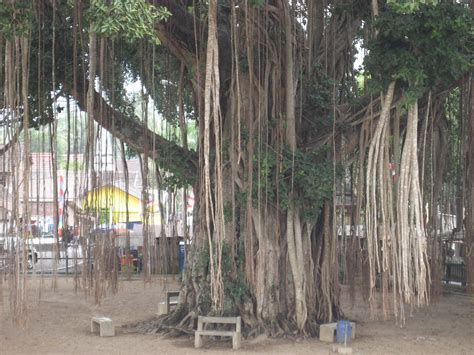 Banyan Tree | In Hinduism, the banyan tree is considered sac… | Flickr