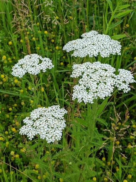 Sow Wild Natives-Yarrow (Achillea millefolium)