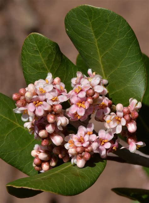 Rhus integrifolia - Lemonade Berry (Plant) – Theodore Payne Foundation