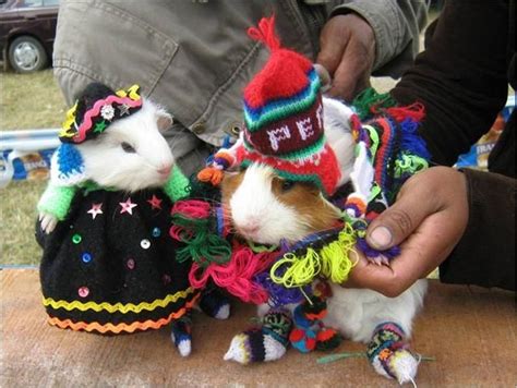 Festival del Cuy en Huacho-Guinea pig festival | Guinea pigs, Peruvian ...