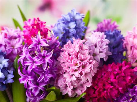 Learn How To Plant And Care For Hyacinth Bulbs