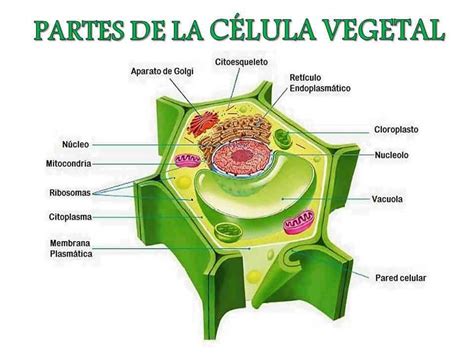 PARTES DE LA CÉLULA VEGETAL Diagram | Quizlet