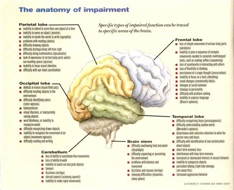 How I Studied for NCLEX-RN...: Brain Anatomy & Function