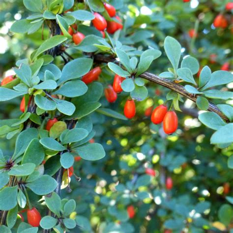 Barberry - planting, pruning, and advice on caring for it