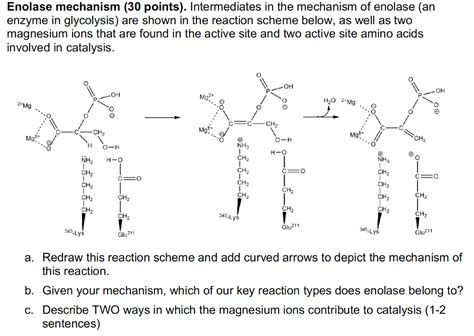 Enolase Catalyzes