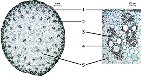 Monocot Root Cross Section