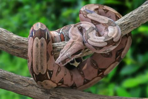 Boa Constrictor Care Guide: Diet, Setup, Handling - Reptile Craze