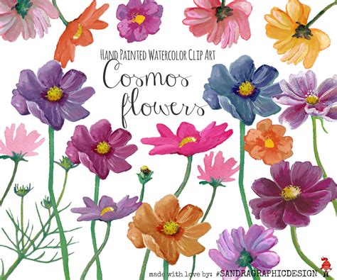 Cosmos flowers watercolor clipart ~ Illustrations ~ Creative Market