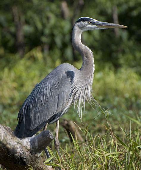 Great Blue Heron Facts – Great Blue Heron Habitat | Blue heron, Heron ...