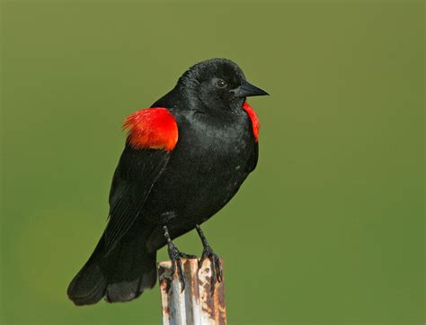 RedwingedBlackbirdp