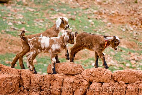 goat kids playing