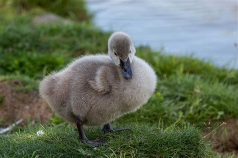 What Is A Baby Swan Called? (5 Things Make Them Unique)