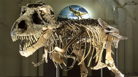 5 Most Impressive Dinosaur Fossils Ever Found - Catawiki