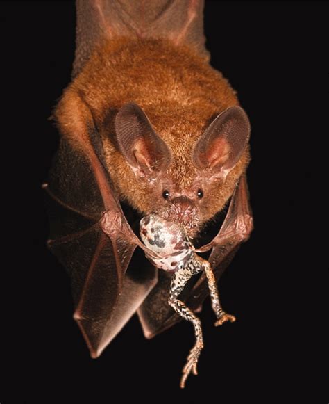 Replication in Field Biology: The Case of the Frog-Eating Bat | Science