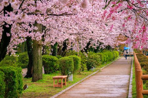 Japan's cherry blossoms appeared unexpectedly in October and people are ...