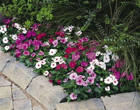 Catharanthus roseus Flower seeds | Etsy