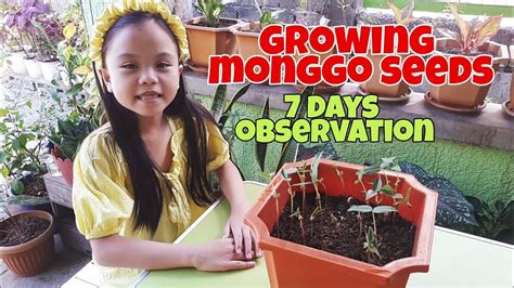 Planting Monggo Seeds | Growing Mung beans | 7 days Monggo seeds ...