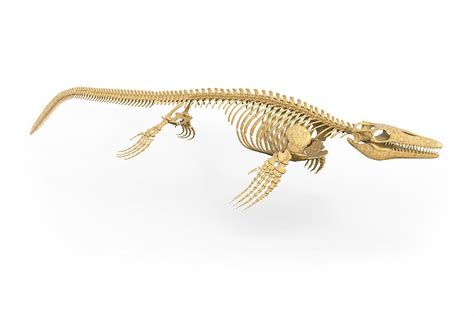 Mosasaurus Skeleton Photograph by Roger Harris/science Photo Library ...