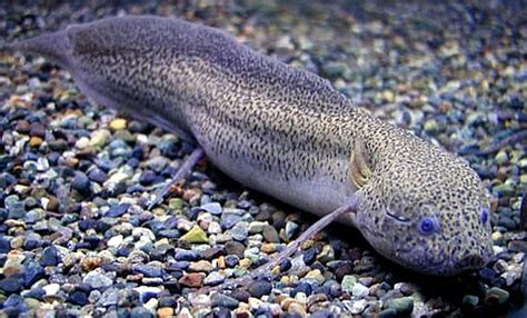 Gilled African lungfish (Protopterus amphibius) 2 | Tropical Fish Keeping