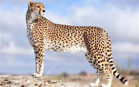 Cheetah wallpaper | 2560x1600 | #12240