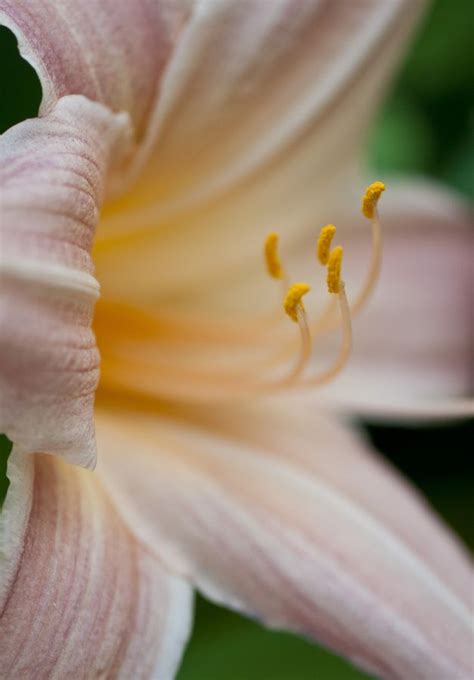 Lily Macro by Alan Leclaire | 500px | Flowers photography, Day lilies ...