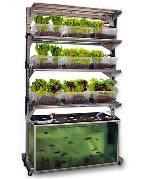 Pin on Home Aquaponics