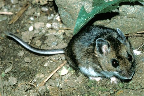 Deer Mouse (Peromyscus maniculatus)